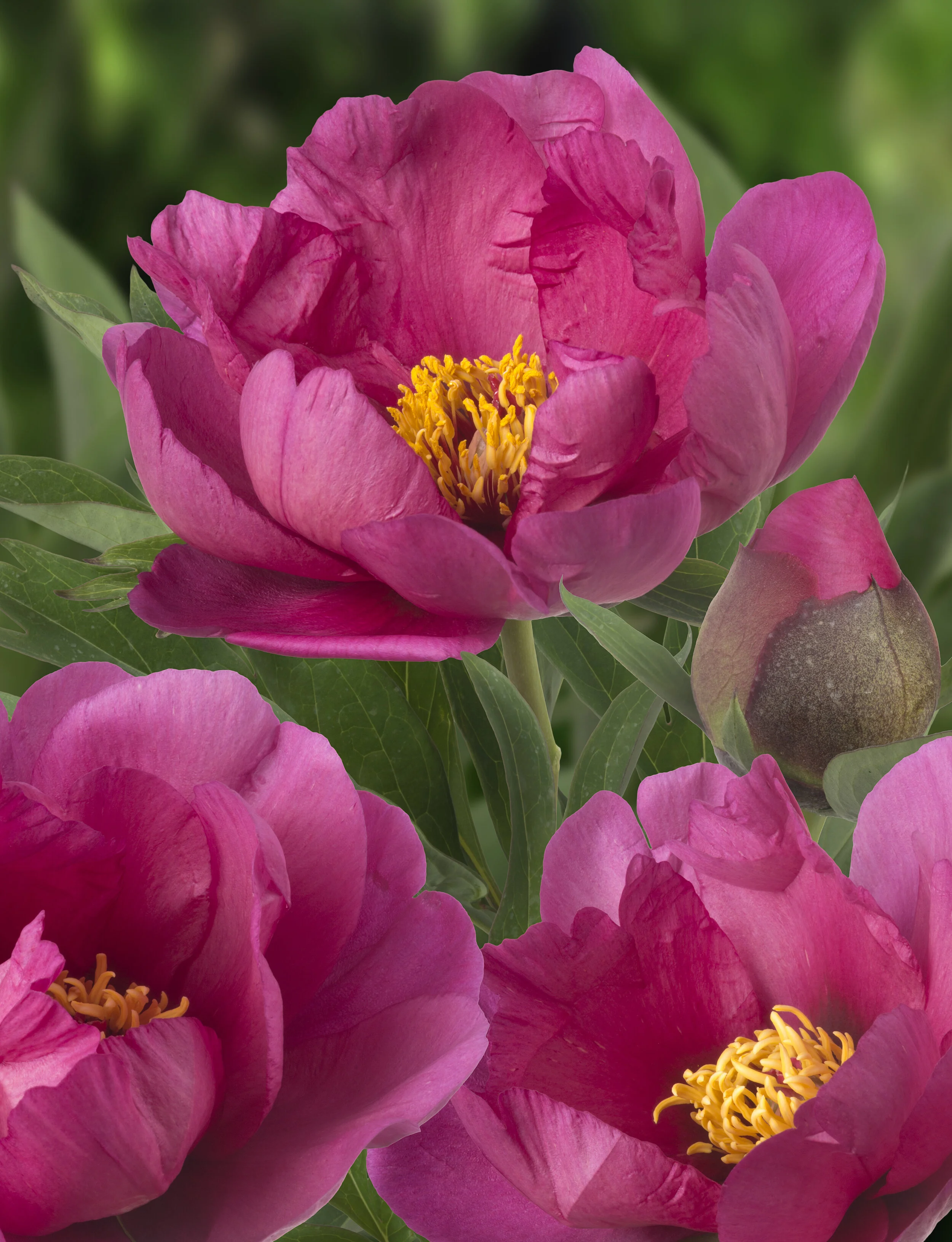 Itoh Pink Peony